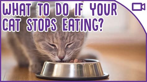  If you want to give your cat a smaller dose, you can typically divide a treat in half